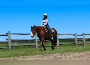 caballo de tiro Mestizo, Caballo castrado, 6 años, 163 cm, Castaño rojizo