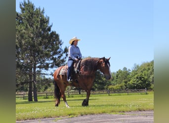 caballo de tiro Mestizo, Caballo castrado, 6 años, 163 cm, Castaño rojizo