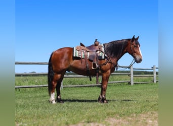 caballo de tiro Mestizo, Caballo castrado, 6 años, 163 cm, Castaño rojizo