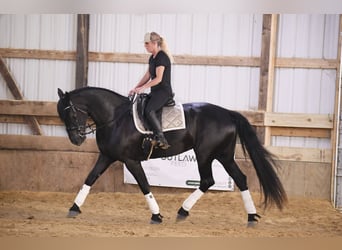 caballo de tiro, Caballo castrado, 6 años, 163 cm, Negro