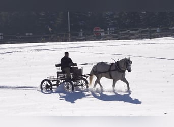 caballo de tiro Mestizo, Caballo castrado, 6 años, 163 cm, Palomino