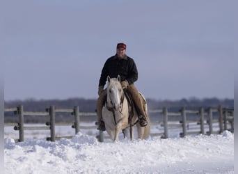 caballo de tiro Mestizo, Caballo castrado, 6 años, 163 cm, Palomino