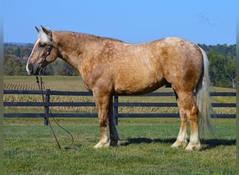 caballo de tiro, Caballo castrado, 6 años, 163 cm, Palomino