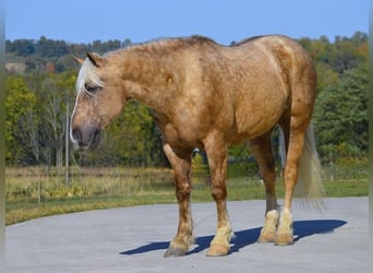 caballo de tiro, Caballo castrado, 6 años, 163 cm, Palomino