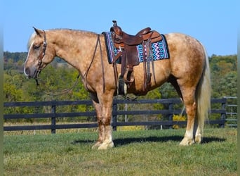 caballo de tiro, Caballo castrado, 6 años, 163 cm, Palomino