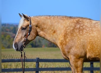 caballo de tiro, Caballo castrado, 6 años, 163 cm, Palomino