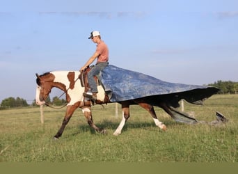 caballo de tiro Mestizo, Caballo castrado, 6 años, 163 cm, Pío