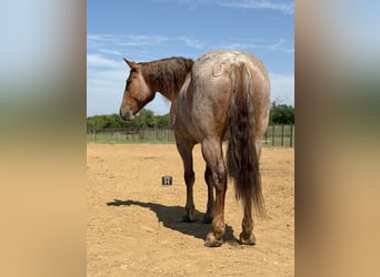 caballo de tiro Mestizo, Caballo castrado, 6 años, 163 cm, Ruano alazán