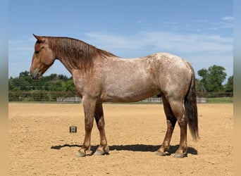 caballo de tiro Mestizo, Caballo castrado, 6 años, 163 cm, Ruano alazán