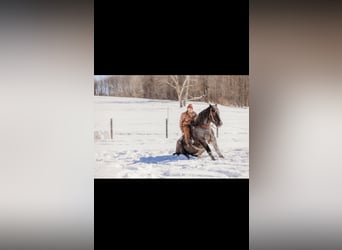 caballo de tiro Mestizo, Caballo castrado, 6 años, 163 cm, Ruano azulado