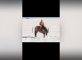 caballo de tiro Mestizo, Caballo castrado, 6 años, 163 cm, Ruano azulado