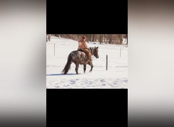 caballo de tiro Mestizo, Caballo castrado, 6 años, 163 cm, Ruano azulado