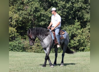 caballo de tiro, Caballo castrado, 6 años, 163 cm, Ruano azulado
