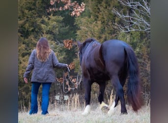 caballo de tiro, Caballo castrado, 6 años, 163 cm, Tobiano-todas las-capas