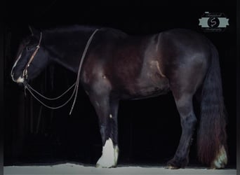 caballo de tiro, Caballo castrado, 6 años, 163 cm, Tobiano-todas las-capas