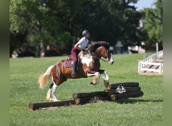 caballo de tiro, Caballo castrado, 6 años, 163 cm, Tobiano-todas las-capas