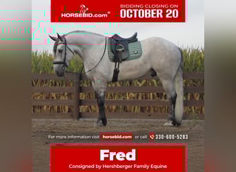 caballo de tiro Mestizo, Caballo castrado, 6 años, 163 cm, Tordo