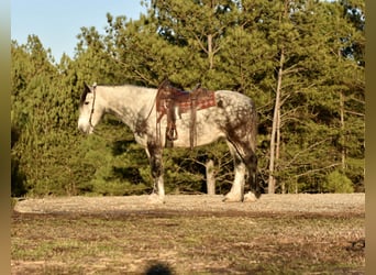 caballo de tiro Mestizo, Caballo castrado, 6 años, 163 cm, Tordo