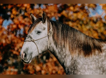 caballo de tiro, Caballo castrado, 6 años, 163 cm, Tordo rodado