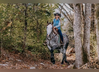 caballo de tiro, Caballo castrado, 6 años, 163 cm, Tordo rodado