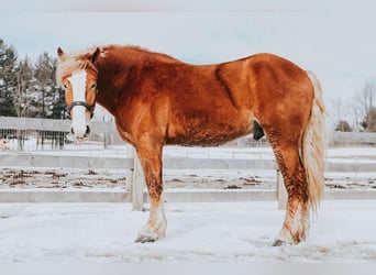 caballo de tiro, Caballo castrado, 6 años, 165 cm, Alazán-tostado