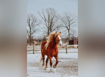 caballo de tiro, Caballo castrado, 6 años, 165 cm, Alazán-tostado