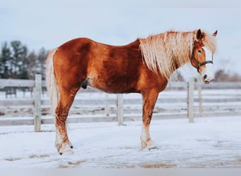 caballo de tiro, Caballo castrado, 6 años, 165 cm, Alazán-tostado