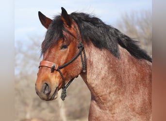 caballo de tiro, Caballo castrado, 6 años, 165 cm, Castaño-ruano