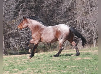 caballo de tiro, Caballo castrado, 6 años, 165 cm, Castaño-ruano