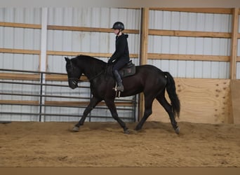 caballo de tiro, Caballo castrado, 6 años, 165 cm, Negro