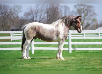 caballo de tiro, Caballo castrado, 6 años, 165 cm, Ruano alazán