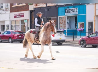 caballo de tiro, Caballo castrado, 6 años, 165 cm, Ruano alazán