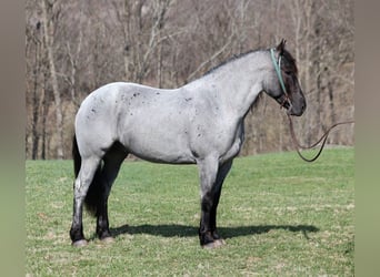 caballo de tiro, Caballo castrado, 6 años, 165 cm, Ruano azulado