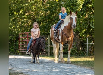 caballo de tiro, Caballo castrado, 6 años, 165 cm, Tobiano-todas las-capas