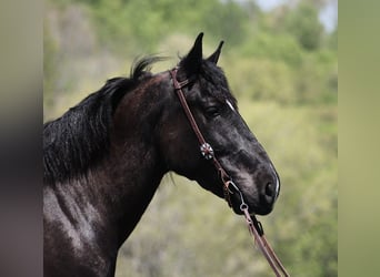 caballo de tiro, Caballo castrado, 6 años, 165 cm, Tobiano-todas las-capas