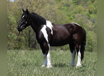 caballo de tiro, Caballo castrado, 6 años, 165 cm, Tobiano-todas las-capas