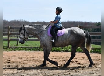 caballo de tiro Mestizo, Caballo castrado, 6 años, 165 cm, Tordo