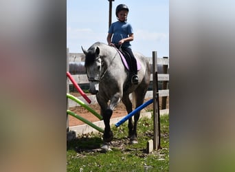 caballo de tiro Mestizo, Caballo castrado, 6 años, 165 cm, Tordo