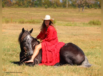 caballo de tiro Mestizo, Caballo castrado, 6 años, 165 cm, Tordo