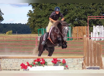 caballo de tiro Mestizo, Caballo castrado, 6 años, 165 cm, Tordo