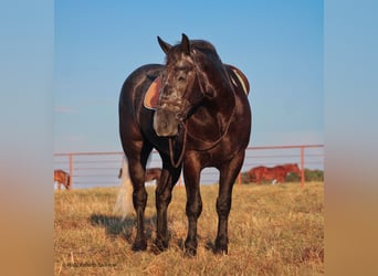 caballo de tiro Mestizo, Caballo castrado, 6 años, 165 cm, Tordo