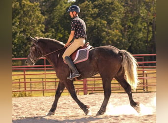 caballo de tiro Mestizo, Caballo castrado, 6 años, 165 cm, Tordo