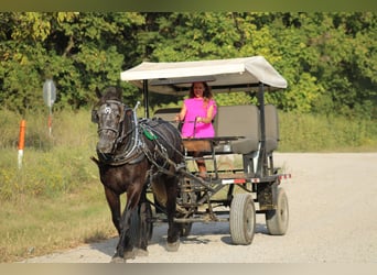 caballo de tiro Mestizo, Caballo castrado, 6 años, 165 cm, Tordo