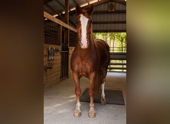 caballo de tiro, Caballo castrado, 6 años, 168 cm, Alazán rojizo