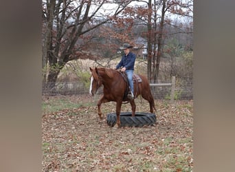 caballo de tiro Mestizo, Caballo castrado, 6 años, 168 cm, Alazán-tostado