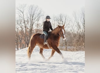 caballo de tiro Mestizo, Caballo castrado, 6 años, 168 cm, Alazán-tostado