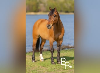 caballo de tiro, Caballo castrado, 6 años, 168 cm, Bayo