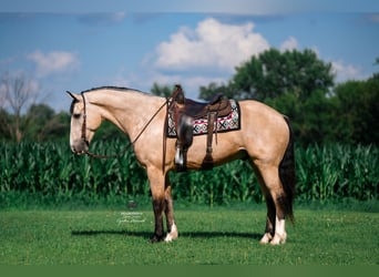 caballo de tiro Mestizo, Caballo castrado, 6 años, 168 cm, Buckskin/Bayo