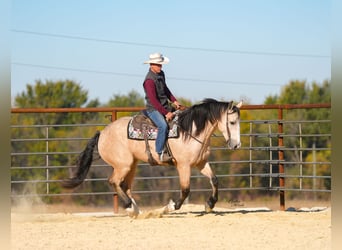 caballo de tiro Mestizo, Caballo castrado, 6 años, 168 cm, Buckskin/Bayo