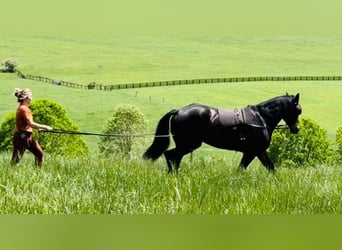 caballo de tiro, Caballo castrado, 6 años, 168 cm, Castaño rojizo